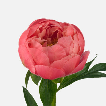 Peonies coral EXP